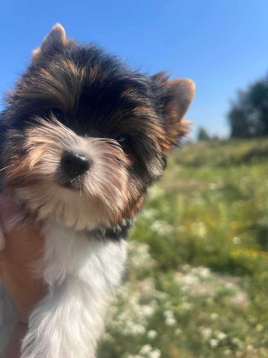 Чистокровный мини щенок Бивер-йоркширский терьер