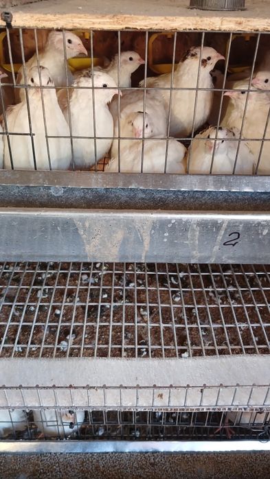 Інкубаційне яйце техаського перепела