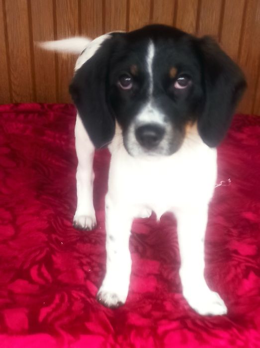 Терміново шукаємо дім