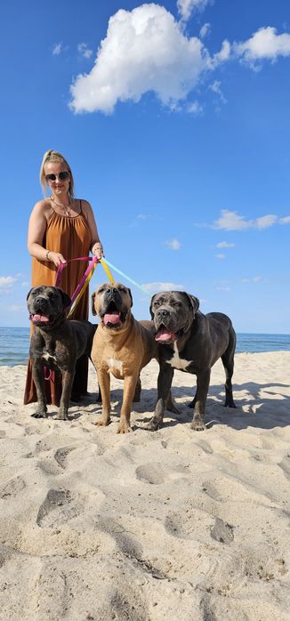 CANE CORSO pies z Najlepszej  Hodowli In Verto Corso FCI