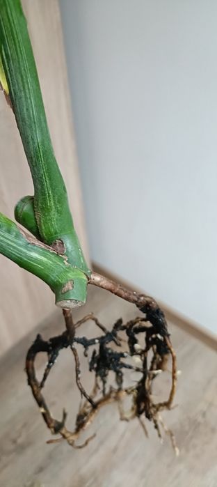 Monstera Jungle  Mint -cięty