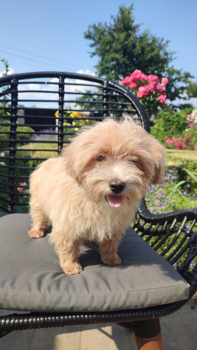 Maltipoo, Maltańczyk z Pudlem suczka samica mini  Częstochowa