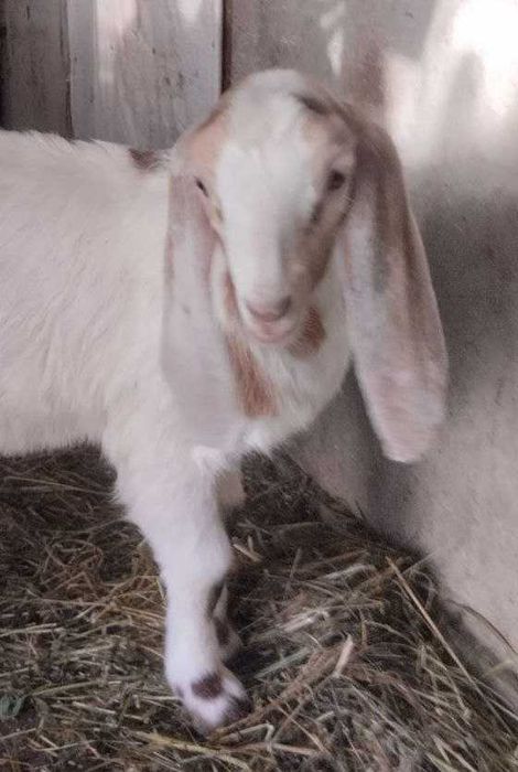 Продається цап каморі-нубійський