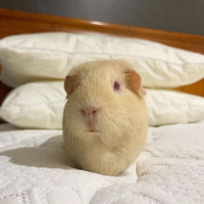 Морські свинки,свинки морські,малюки морських свинок