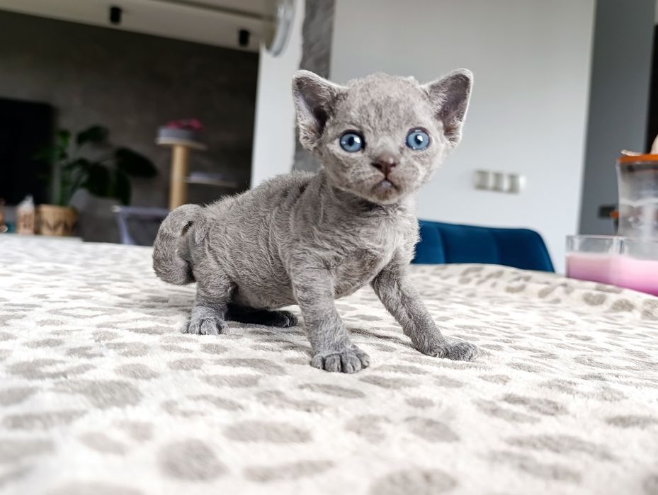 Kotka Devon rex niebieska cudo  rodowód FPL