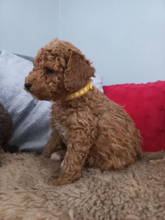 Pudel miniaturowy/średni do rezerwacji