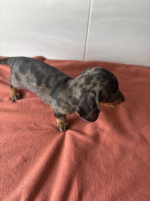 Teckel femea miniatura pelo curto