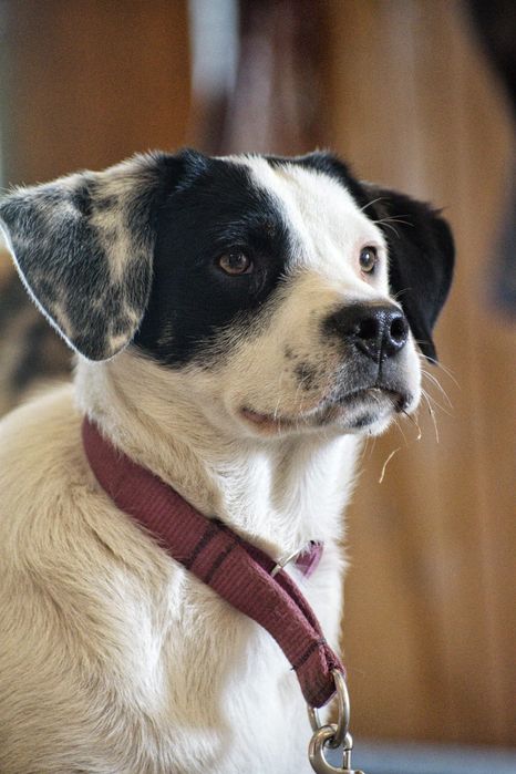 Szczeniaki 5 miesięczne docelowo 17 kg adopcja