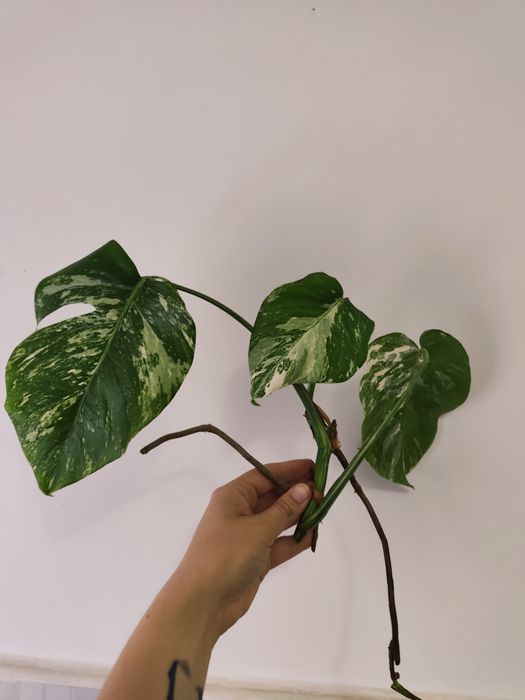 Monstera variegata