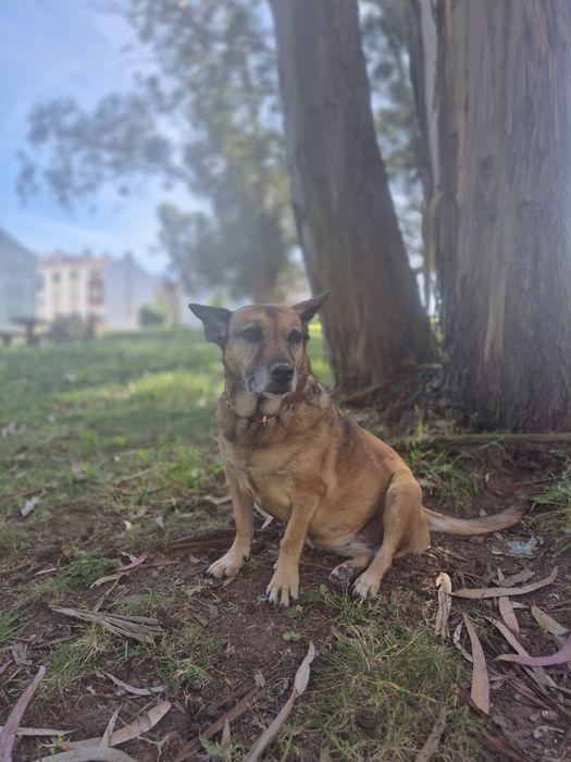 Fluffy Petsitting e Petboarding em Lisboa