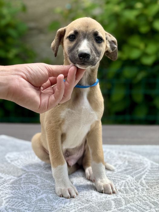 Whippet - szczeniak piesek ZKwP/FCI