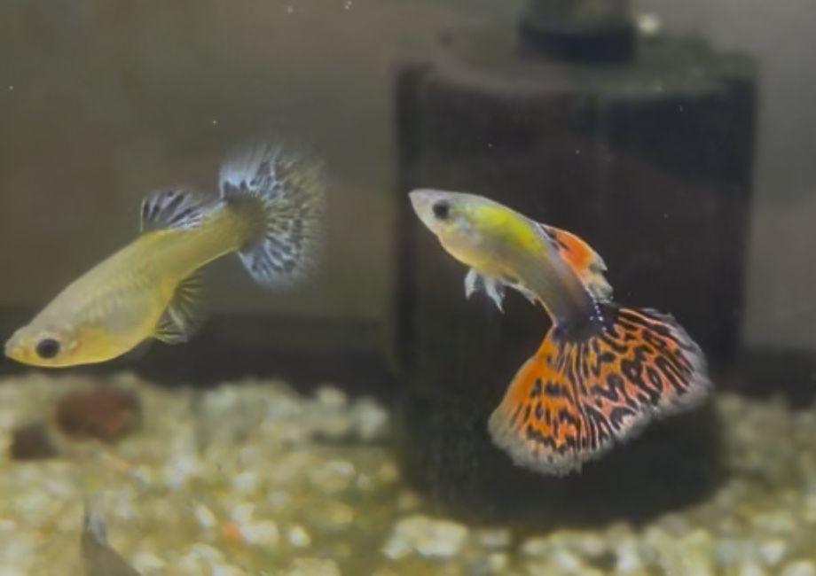 Guppy Dumbo Red Mosaic (Linhagem)