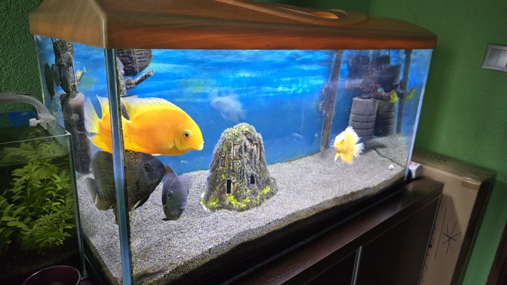 Sprzedam akwarium lub jak również posłuży do terrarium.