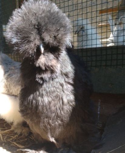 Jaja lęgowe silki jajka silka jedwabista USA lokowana satynowa