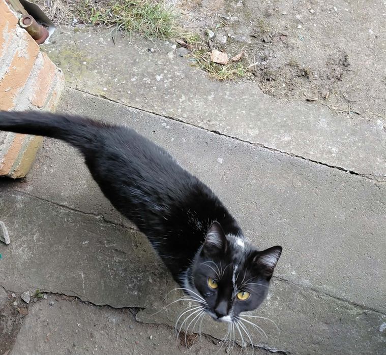 Maxiu szuka domu, cudny kot. Mega miziak, adoptuj