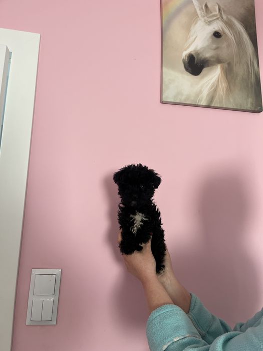 Odchowana mini sunia  Maltipoo XXS  Maltańczyk x Pudel Toy