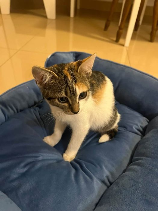 Kotki do adopcji