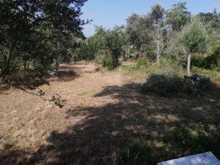 Vendo 5 Terrenos na zona de Tomar