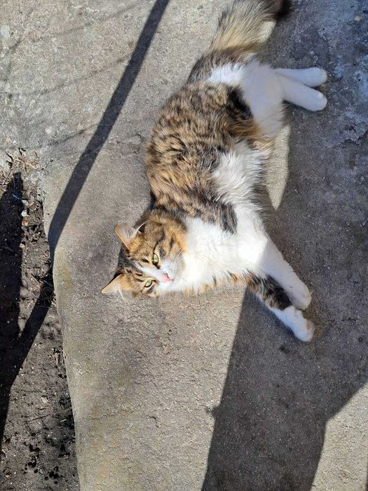 Віддам котів, у дбайливу сім'ю