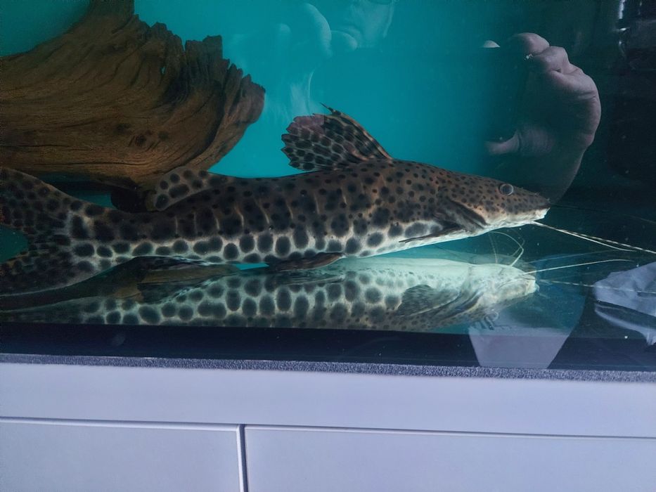 Sum Perrunynthis Perruno