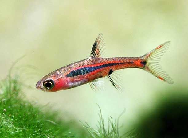 Razbora borneańska (Boraras brigittae) WYSYŁKA AKWAWIN
