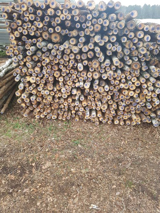 Stemple   sosna brzoza olcha  2.40m  Średnica 4-7cm