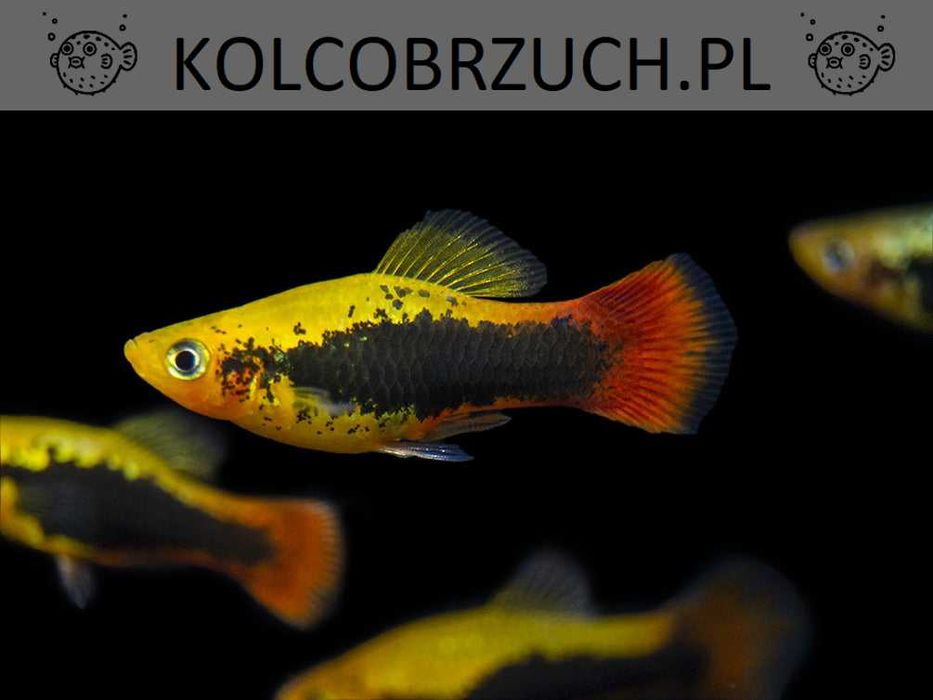Zmienniak wielobarwny odmiana HAWAII - Xiphophorus variatus - dowóz