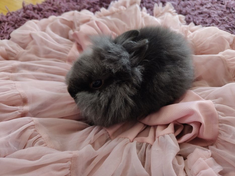 Królik miniaturka karzelek Teddy