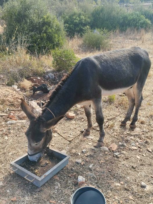 Burro muito mansinho inteiro