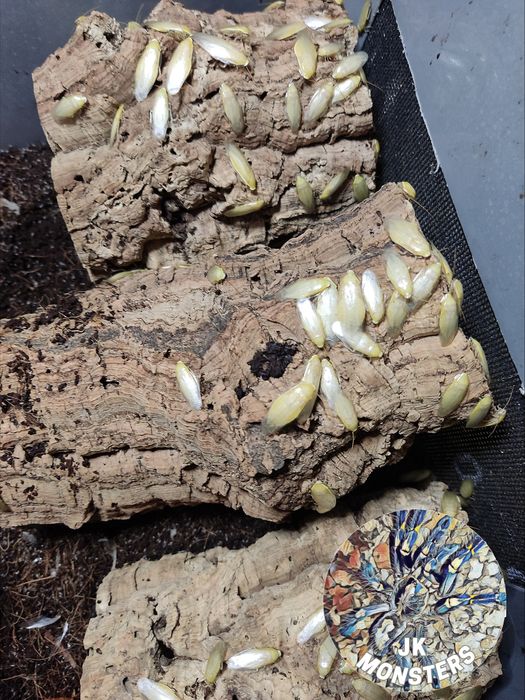 Muszki owocówki /karaczany/mączniki