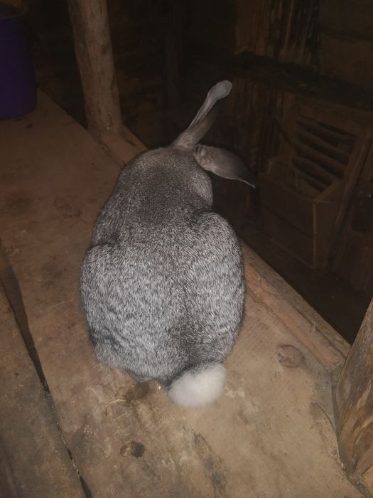 Європейська шиншила