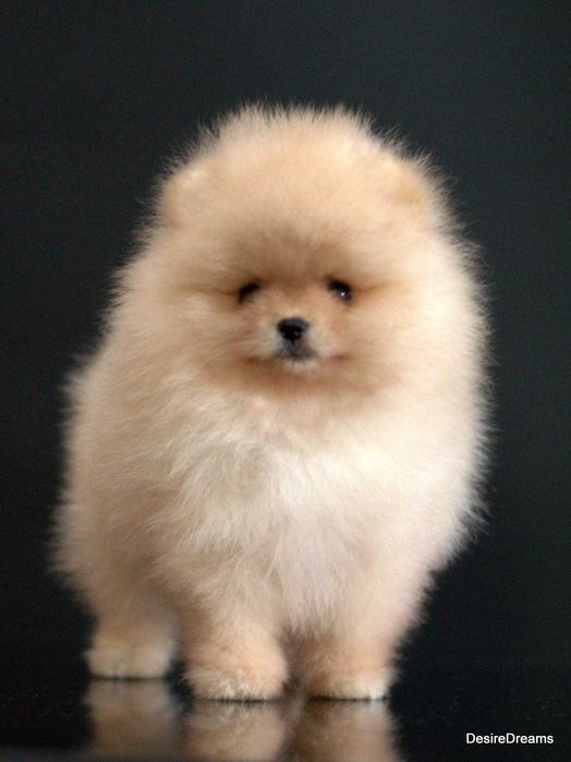 Міні хлопчик померанський шпіц