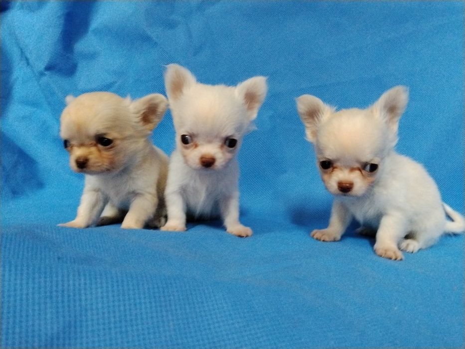 Śliczna  bardzo malunia.  chihuahua. Piesek