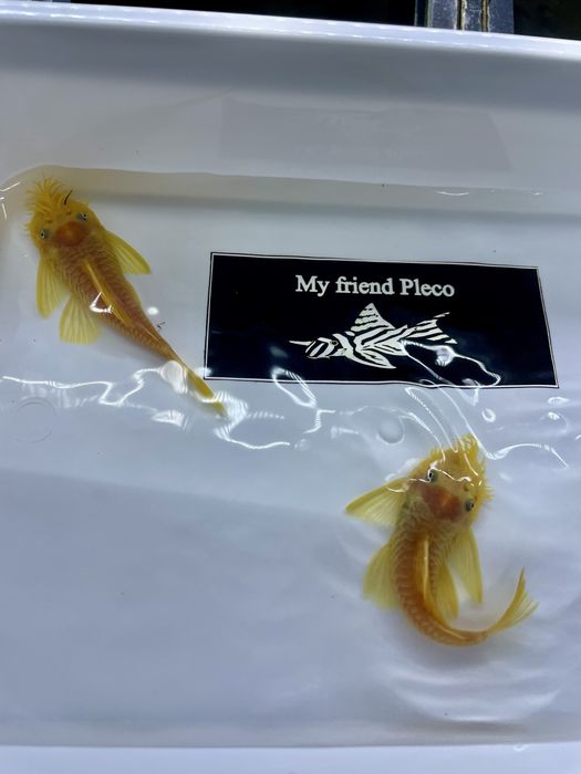 Ancistrus Lemon Blue Eye L144