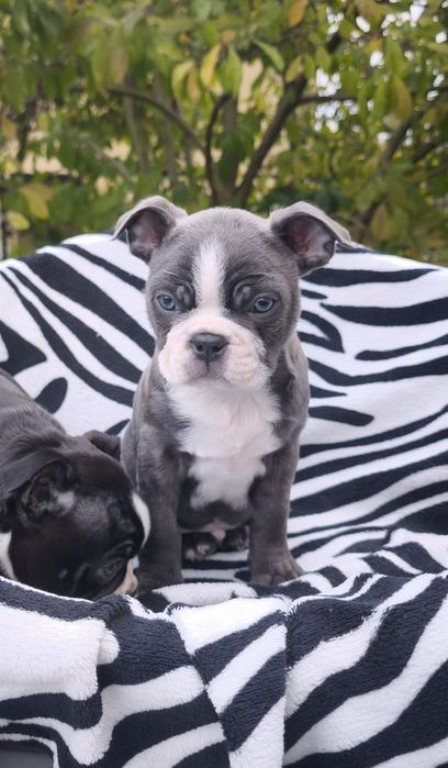 Boston Terrier śliczny niebieski piesek.