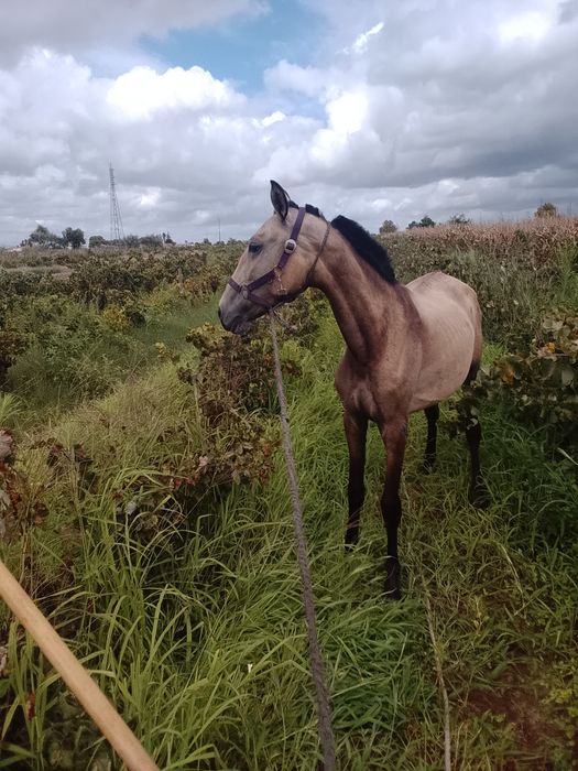 Égua para venda 2 anos 1,58 m muita massa sente feito nenhum