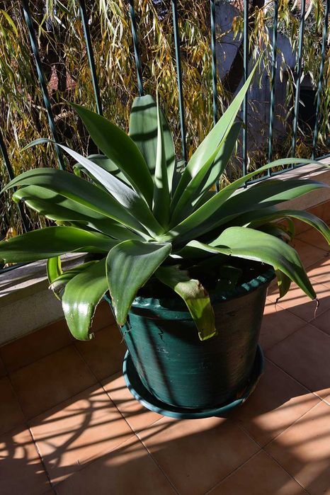 Cato Agave Grande