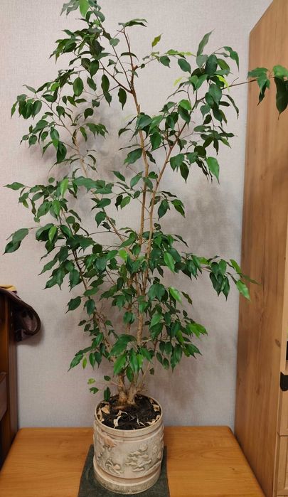 Фікус Бенджаміна(Ficus benjamina).
