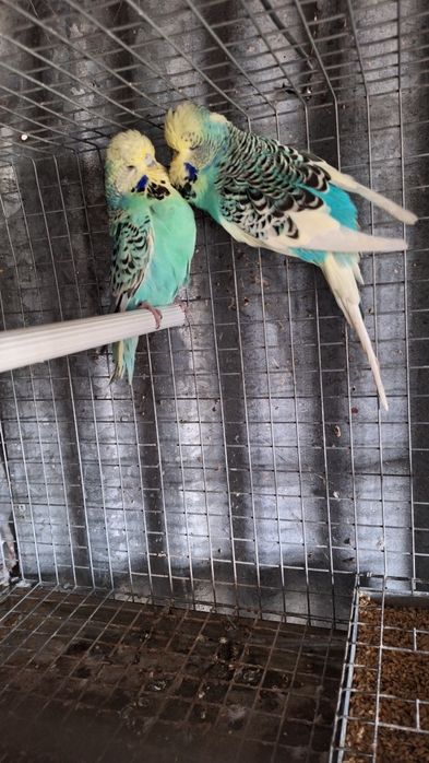 Casal periquitos ingleses