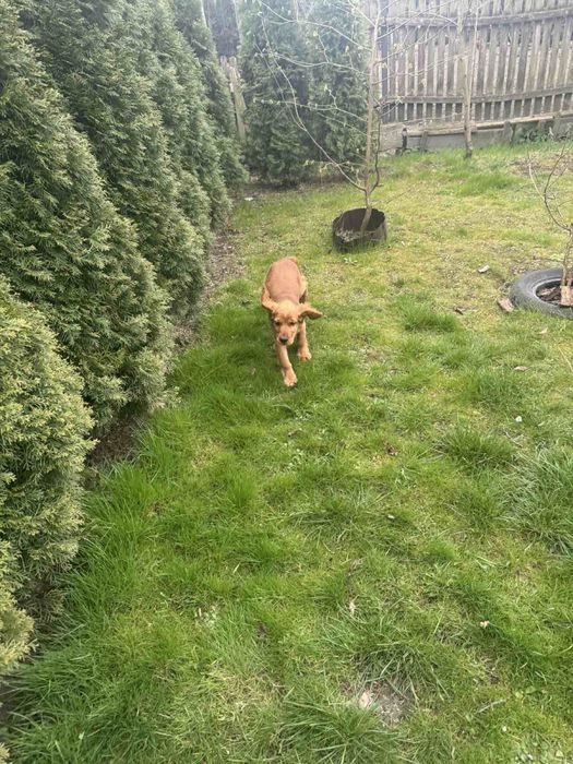 собака англійський кокер спаніель