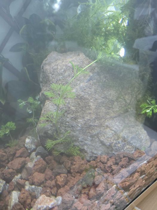 Plantas aquário