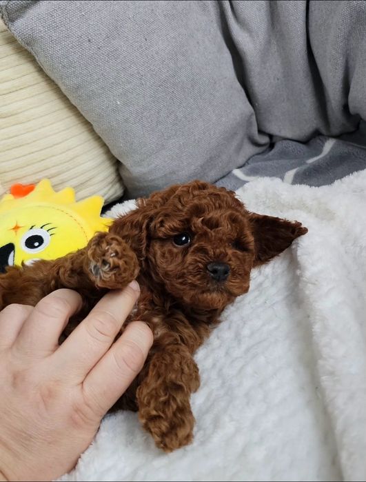 Pudel Toy Red Brown Dziewczynka Już Do Odbioru