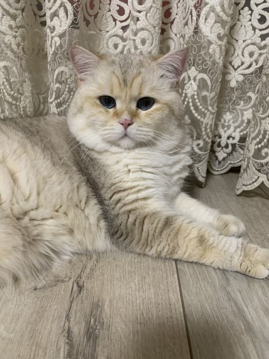 Шотландський котик вʼязка