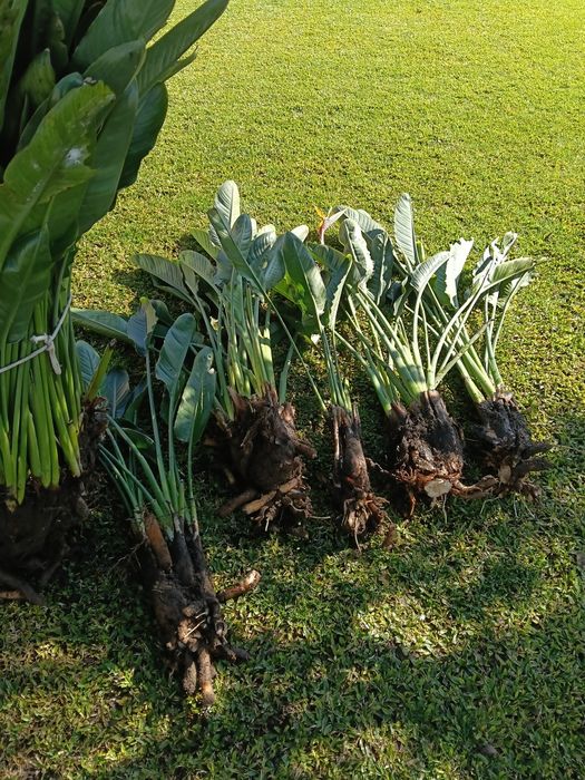 Estrelicias para transplantar