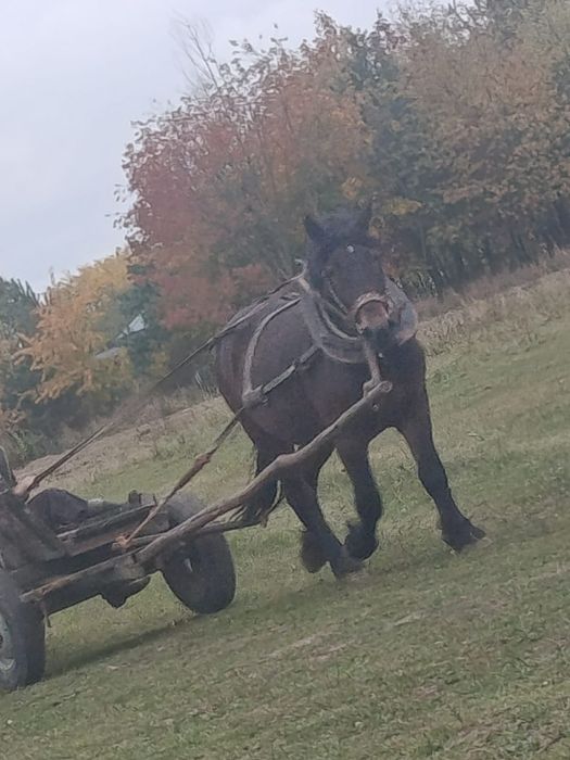 Klacz zimnokrwista