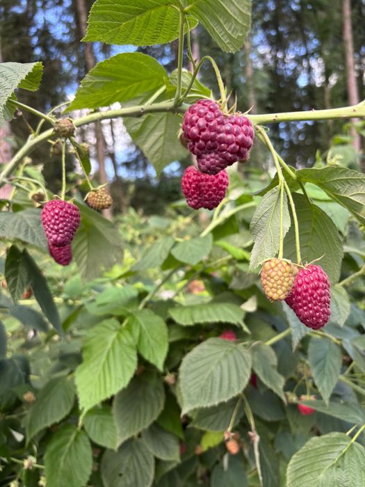 MALINY 13 zł/kg Sprzedam