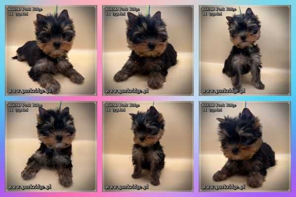 york piesek rodowód ZKwP hodowla od 2004r.