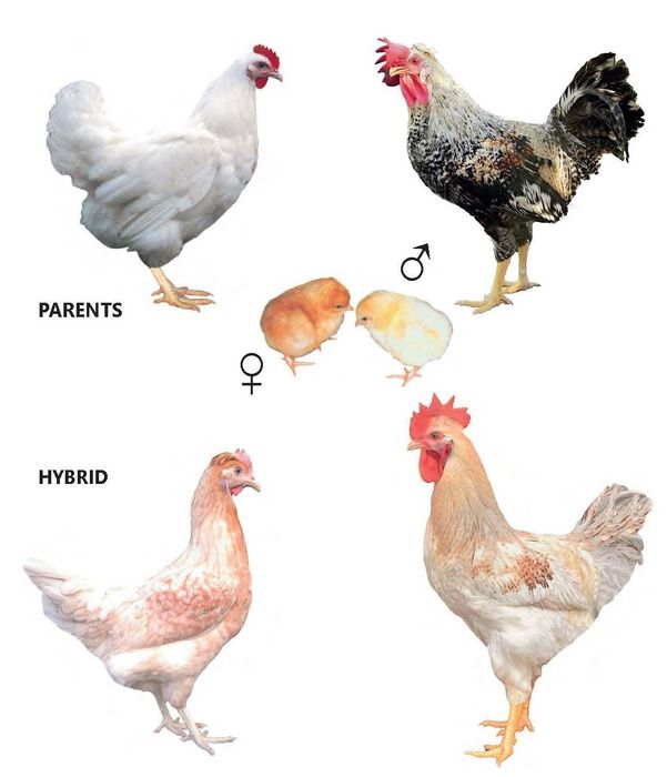 Домінанти, кольорове яйце