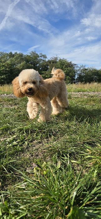 Cavapoo/ piękna dziewczynka
