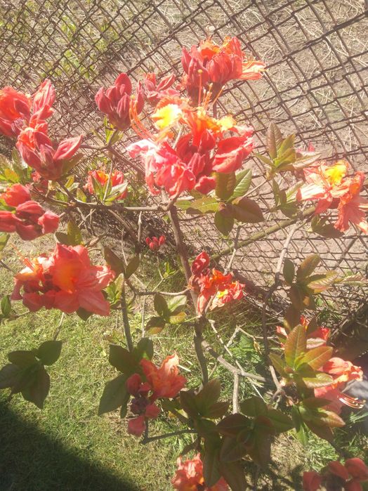 Odśnieżanie śniegu na posesjach